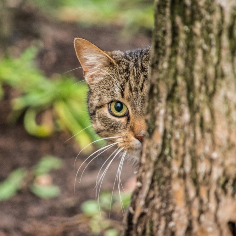 Кошка охотница