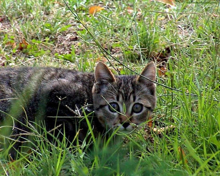 Кот охотник