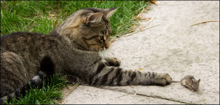 Кошка охотится на мышь