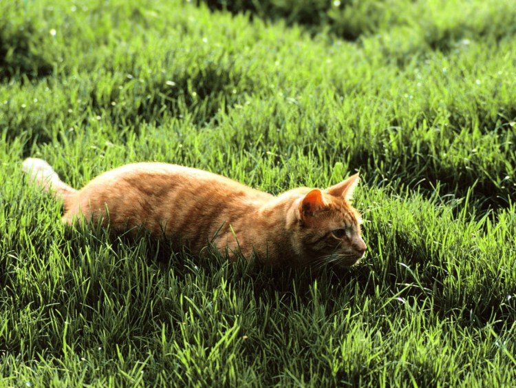 Рыжий кот охотится