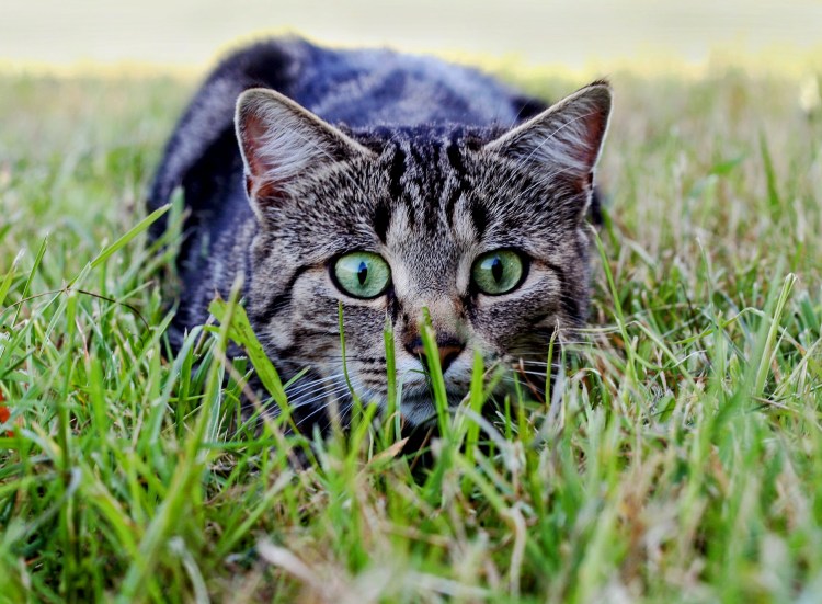 Котик охотится