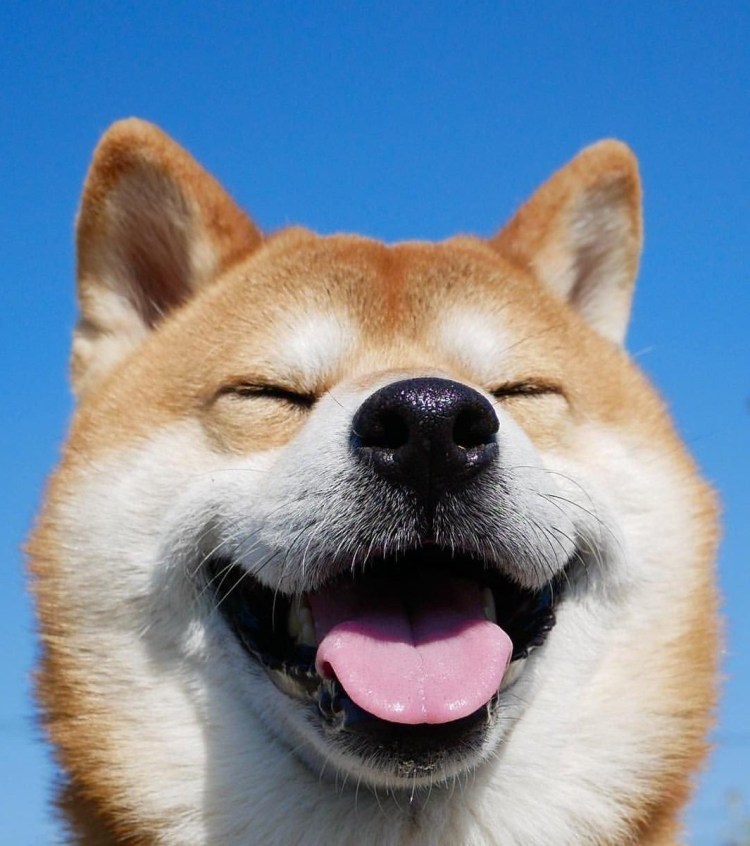 Собака-улыбака порода сиба-ину