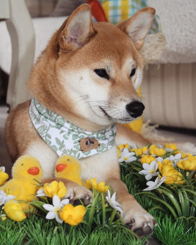 Сиба ину золотой