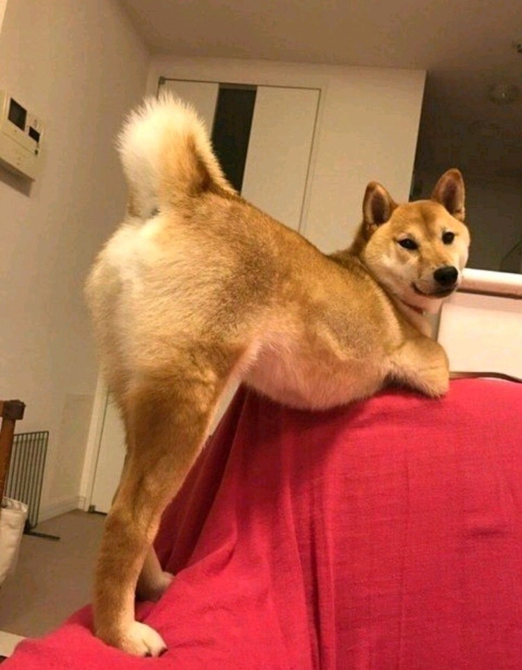 Сиба ину ебитес