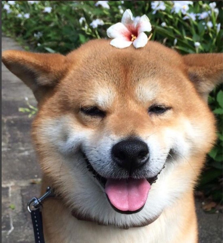 Акита ину Doge