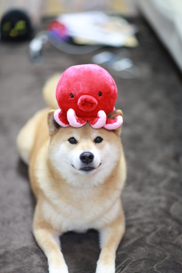 Шиба ину лалафанфан