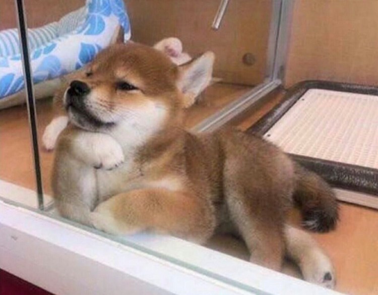 Сиба ину мемы с надписями
