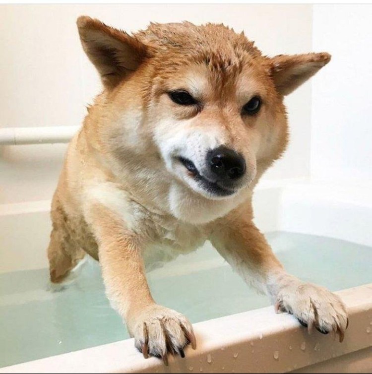 Сиба ину злой