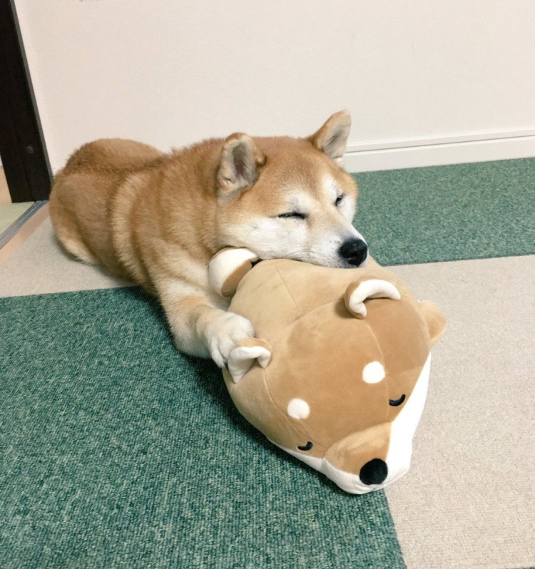 Сиба ину милые