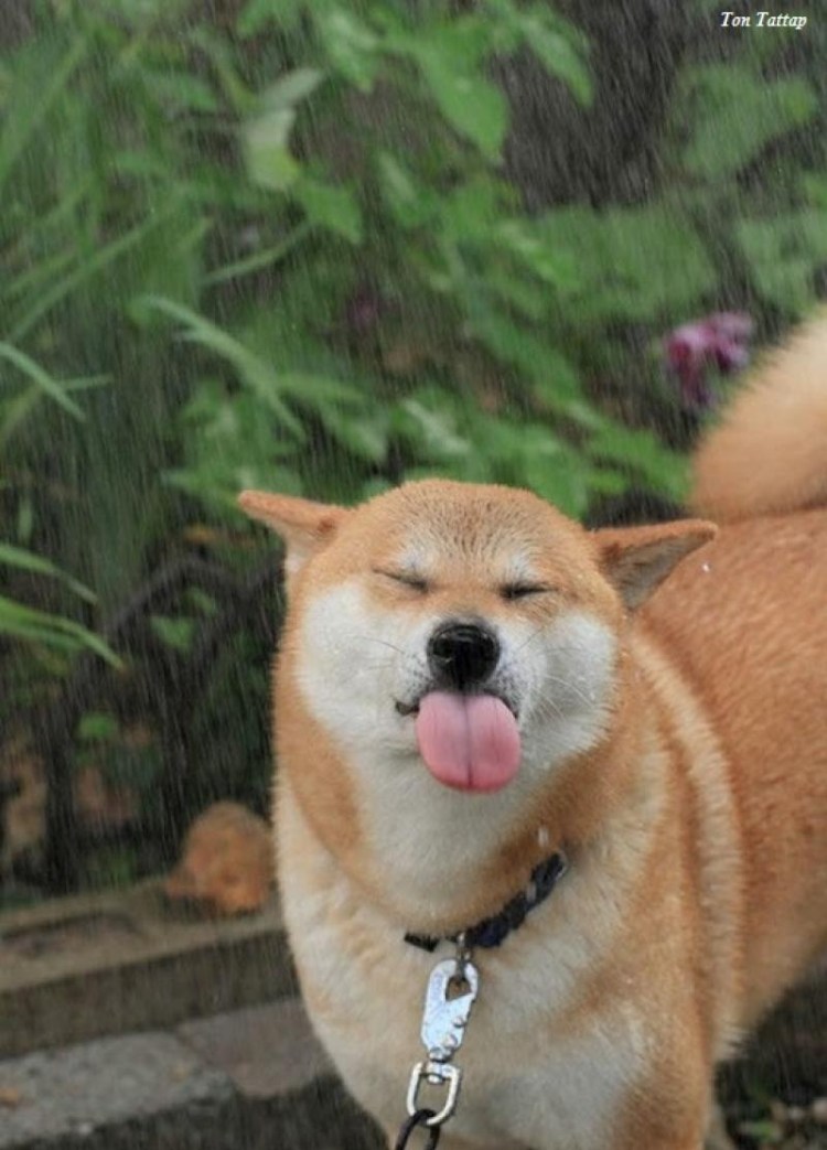 Сиба-ину и Акита