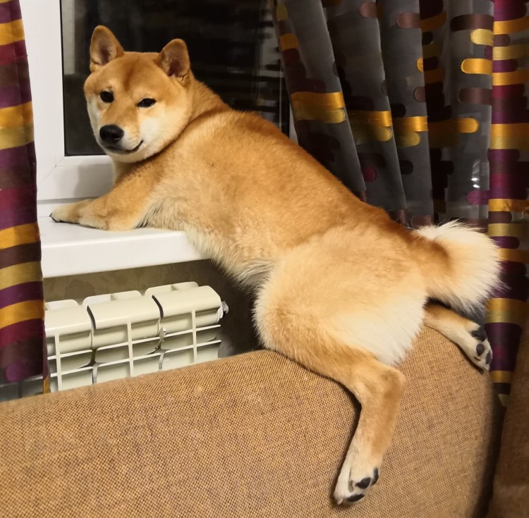 Четверо и собака