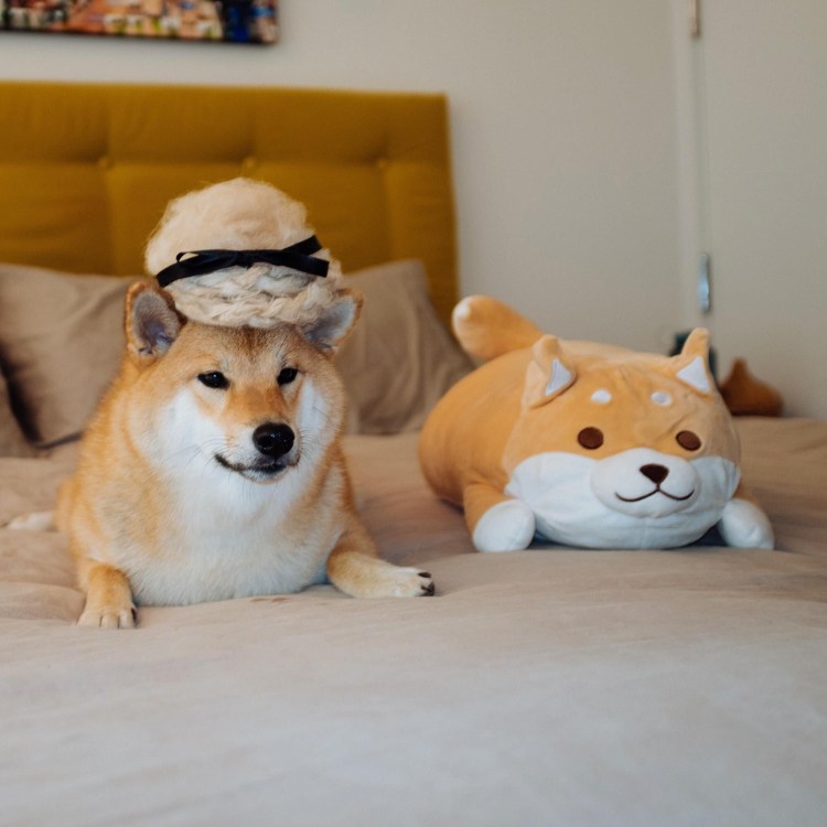 Собачка сиба ину