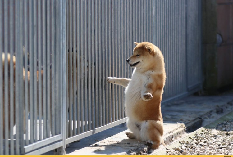 Смешные Шиба ину