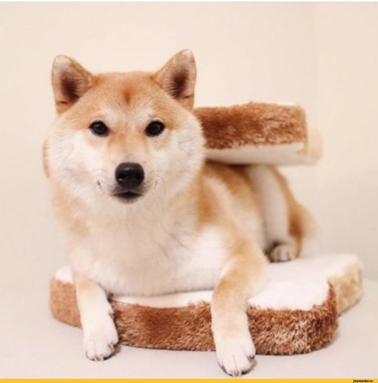 Сиба ину щенок