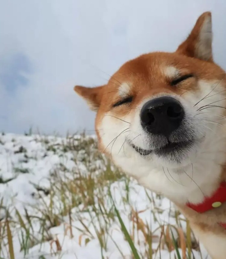 Шиба ину улыбается