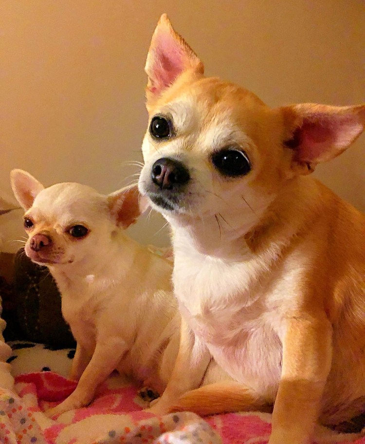 Слепые щенки чихуахуа