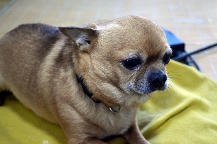 Чихуахуа хохлатая Элвуд