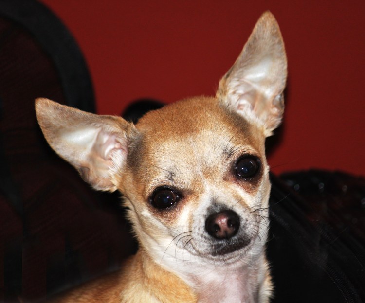 Псина чихуахуа злая