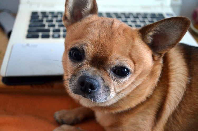 Чихуахуа долгожитель