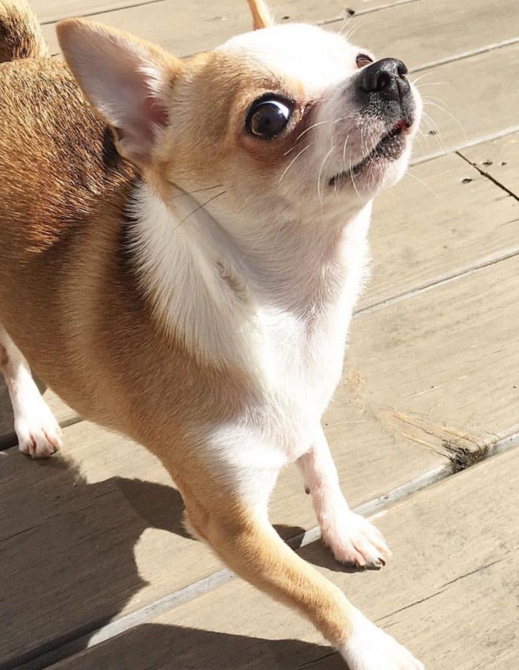 Белый чихуахуа старый