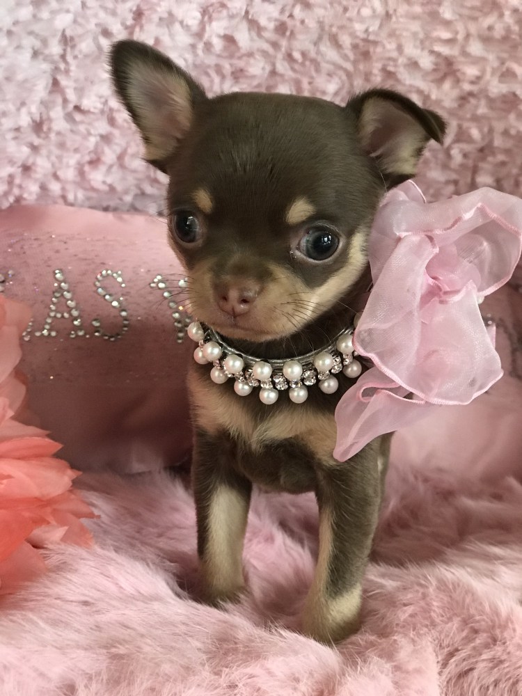 Испанская чихуахуа