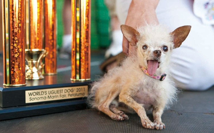 Чихуахуа китайская хохлатая злая