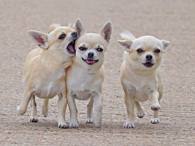 Почему чихуахуа писать где попало что делать