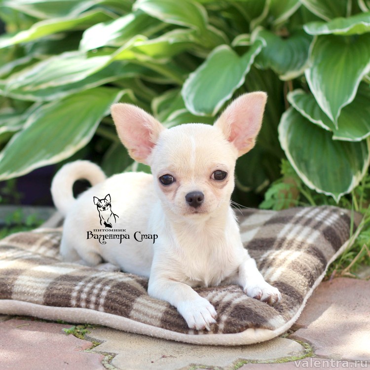 Собака злая чихуахуа чихуахуа