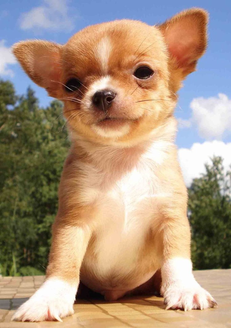 Косоглазие у чихуахуа