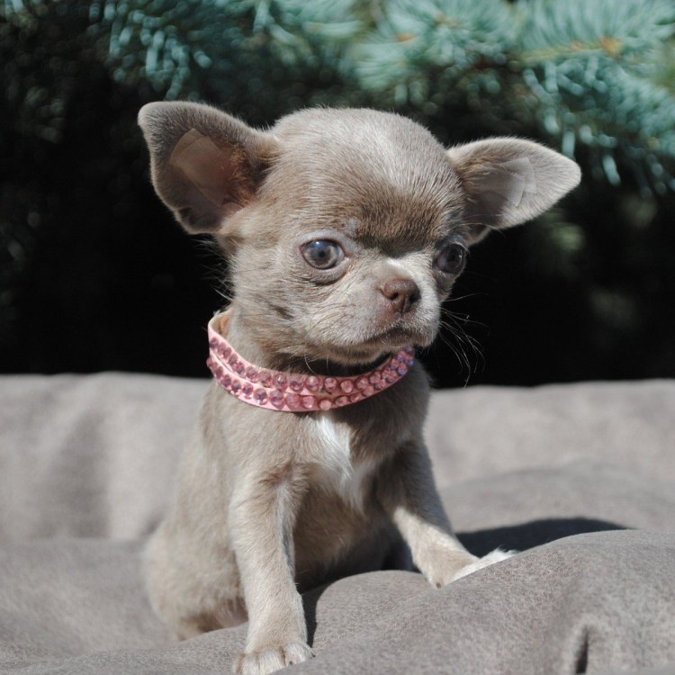 Чихуахуа БУБУ лысая