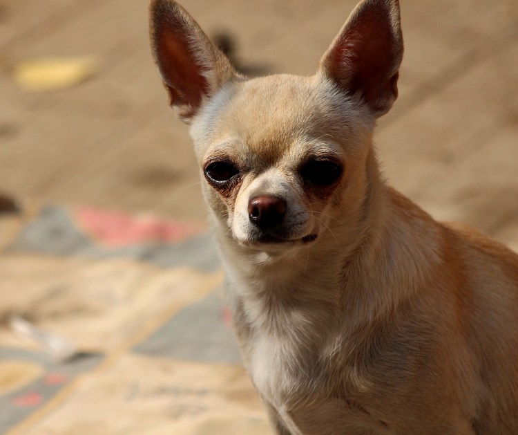 Чихуахуа и большая собака