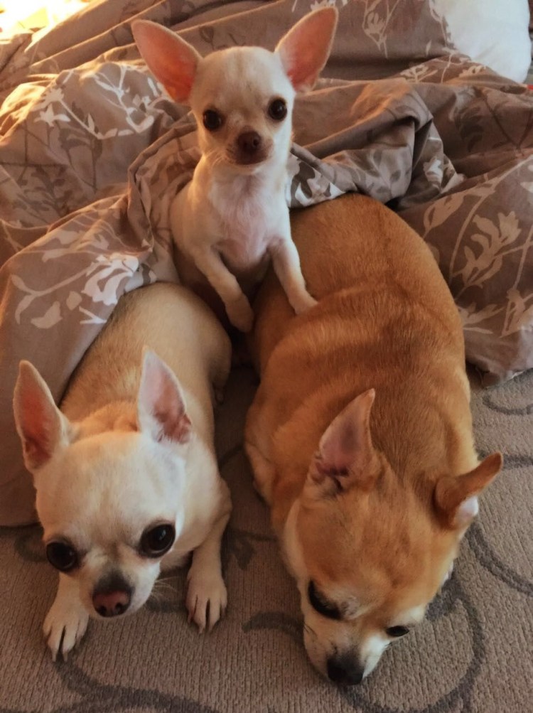 ЭКГ чихуахуа