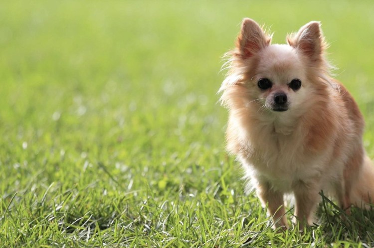 Южная диковинка питомник чихуахуа