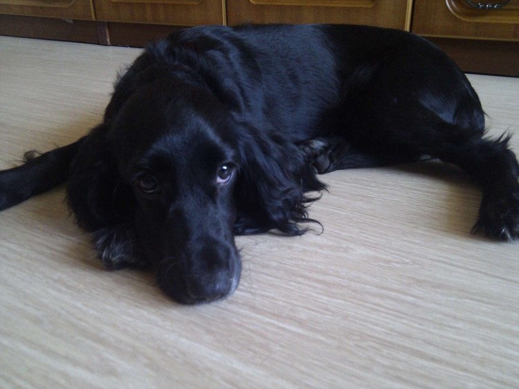 Коротколапые спаниель