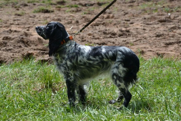 Русский охотничий спаниель гладкошерстный