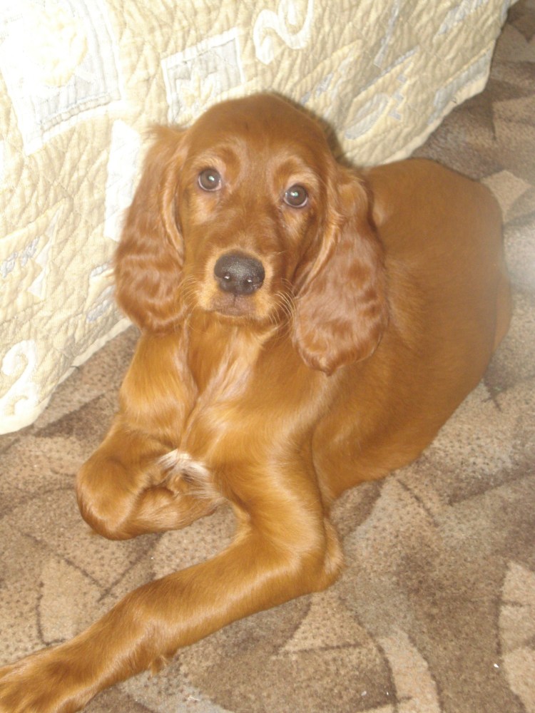 Русский охотничий спаниель короткошерстный