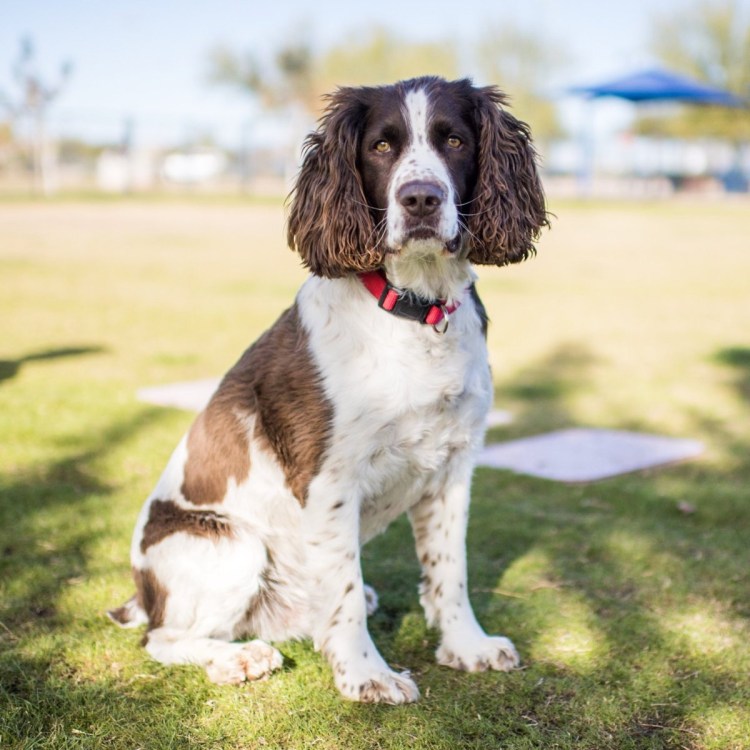 Русский охотничий спаниель короткошерстный