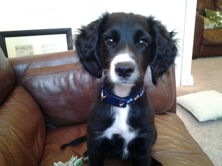 Лабрадор ретривер черный