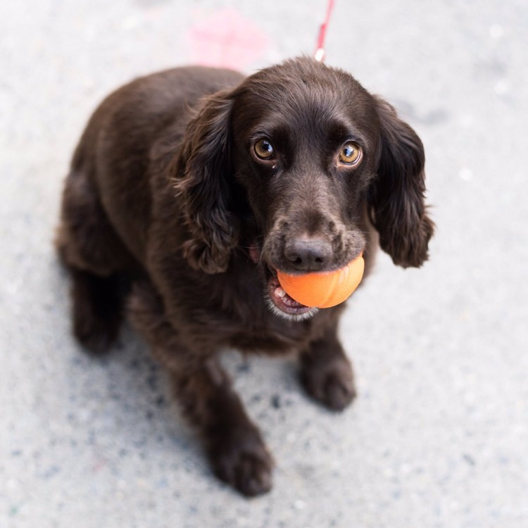 Русский охотничий спаниель короткошерстный