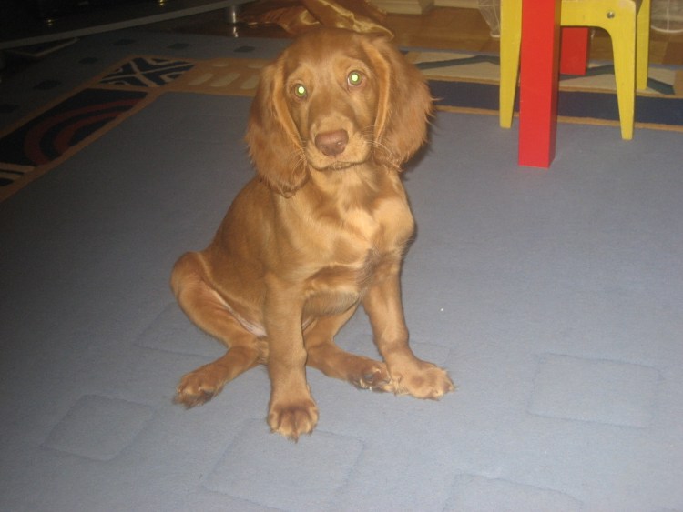 Кокер спаниель гладкошерстный