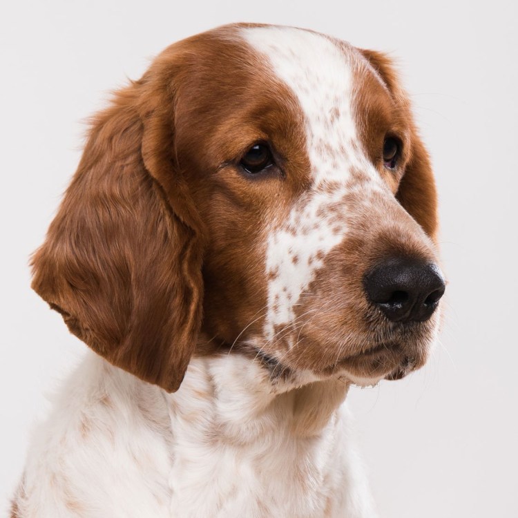 Спаниель гладкошерстный черный