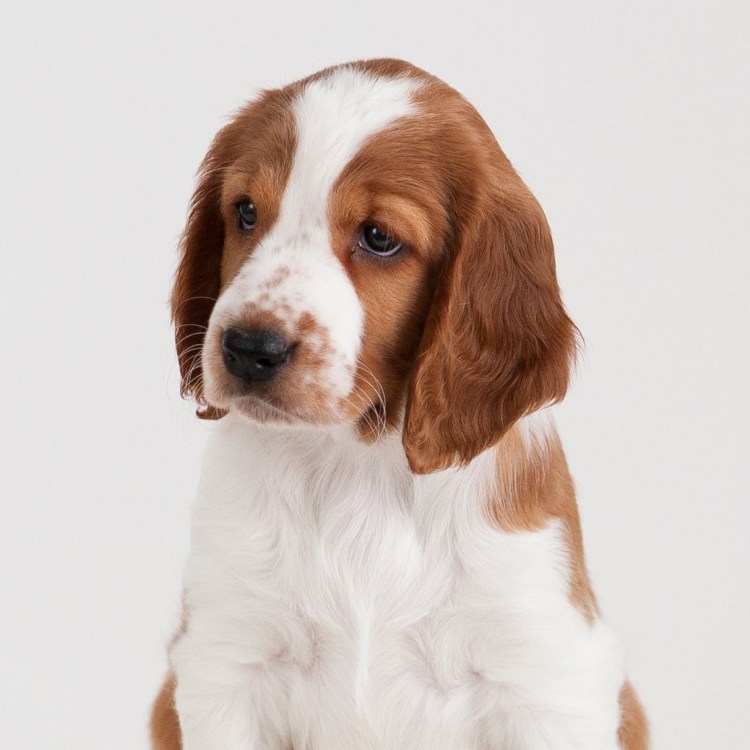 Русский охотничий спаниель черный