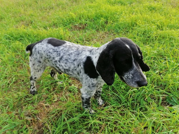 Пикардийский спаниель