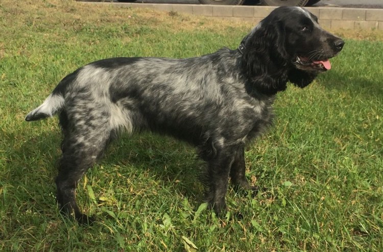 Русский охотничий спаниель черный гладкошерстный