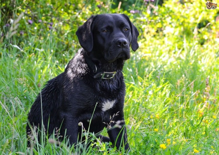 Спрингер спаниель гладкошерстный