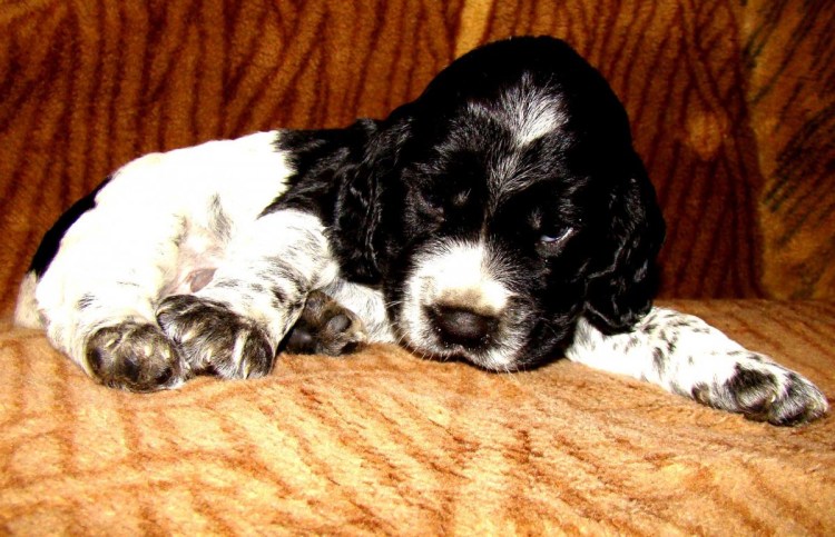 Русский кокер спаниель черный