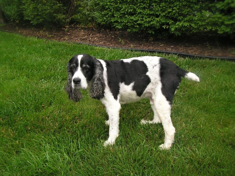 Русский охотничий спаниель короткошерстный