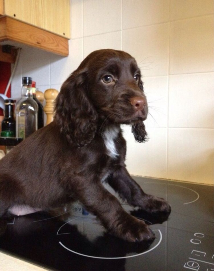 Спрингер спаниель черный