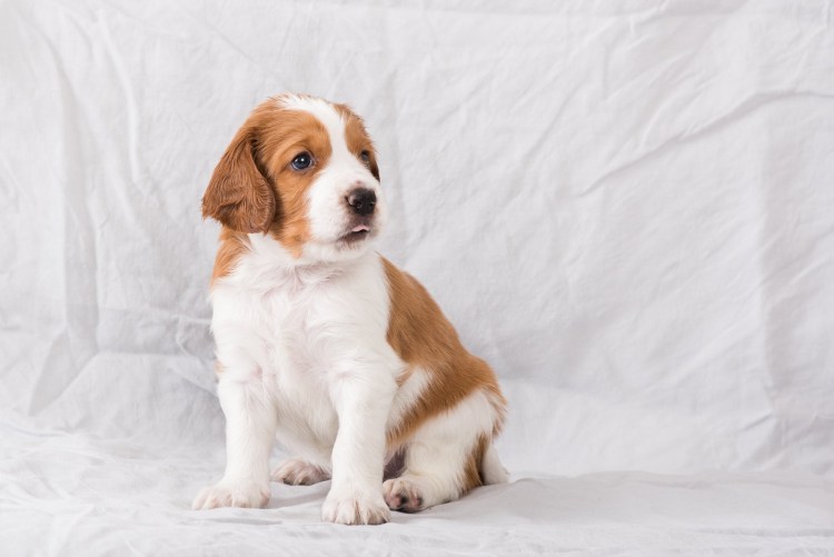 Золотистый кокер спаниель