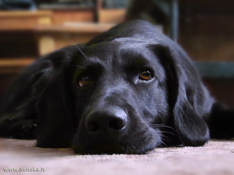 Русский охотничий спаниель + Курцхаар